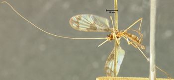 Media type: image;   Entomology 1233 Aspect: habitus ventral view
